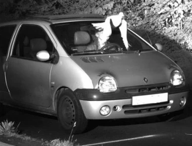 Να πως ένα περιστέρι έσωσε έναν οδηγό από πρόστιμο για υπερβολική ταχύτητα